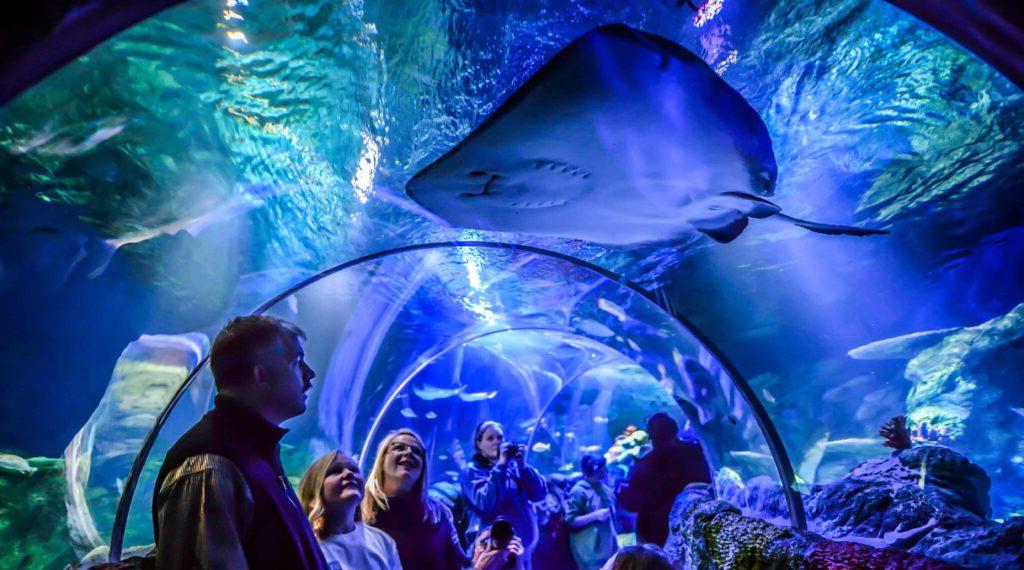 一家人在水族馆里进行水下游览